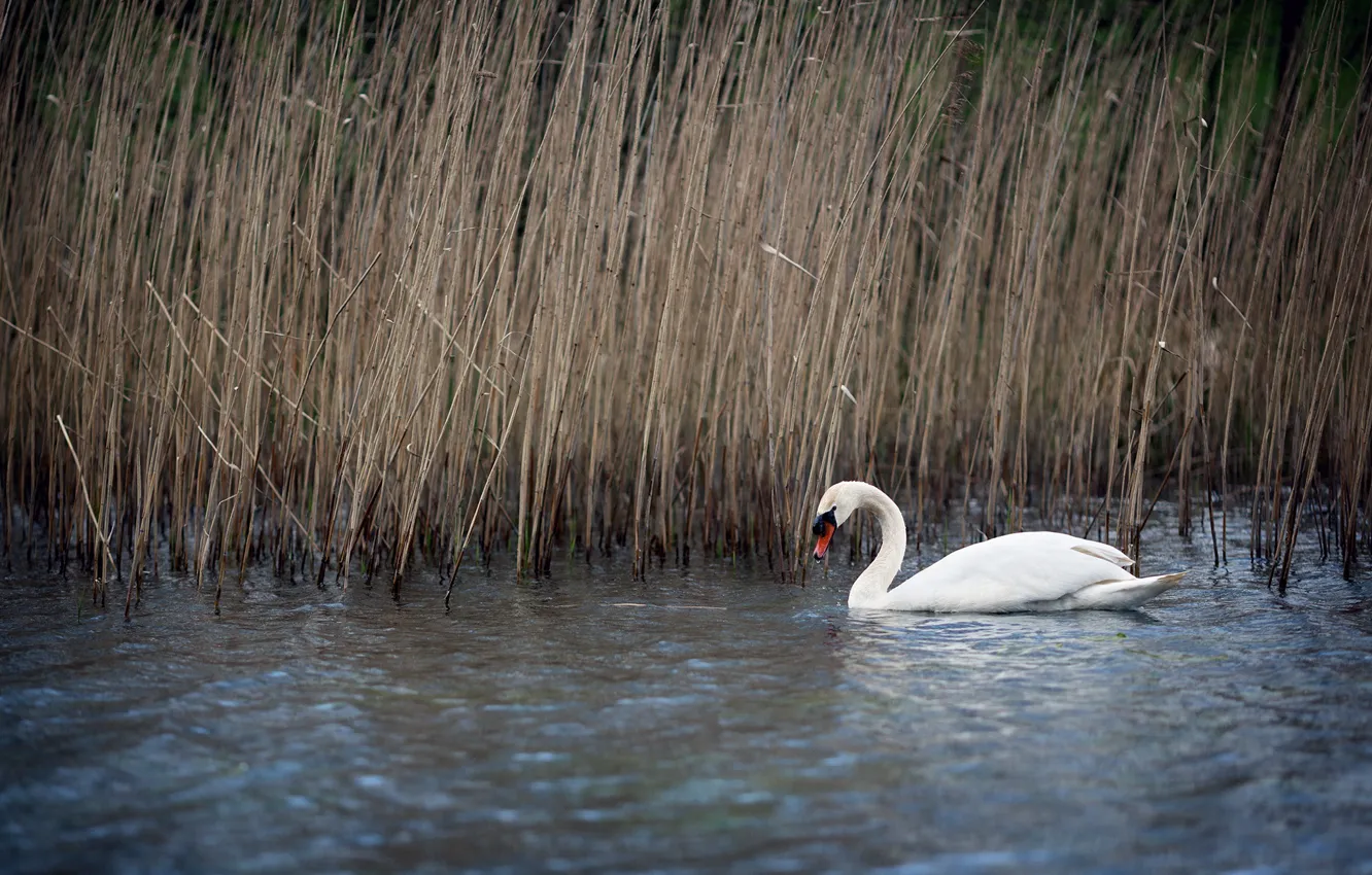 Photo wallpaper nature, lake, reed, Swan