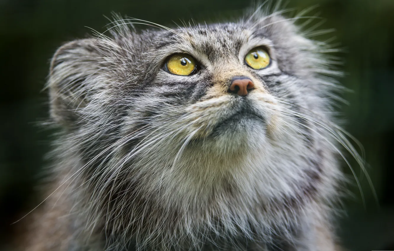 Photo wallpaper cat, look, face, manul, ©Tambako The Jaguar