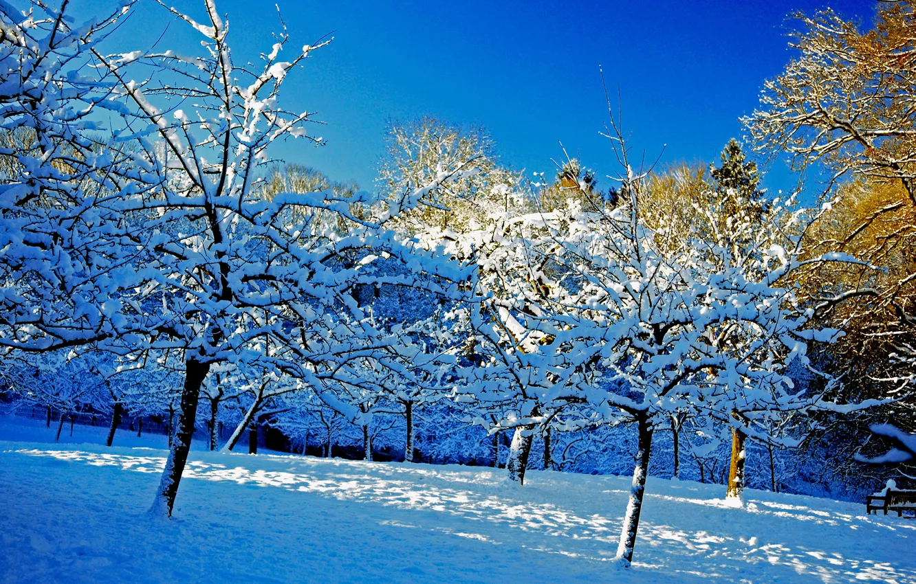 Photo wallpaper winter, the sky, snow, trees, garden
