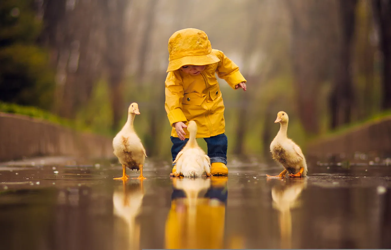 Photo wallpaper water, birds, reflection, puddle, baby, child, Chicks, the goslings
