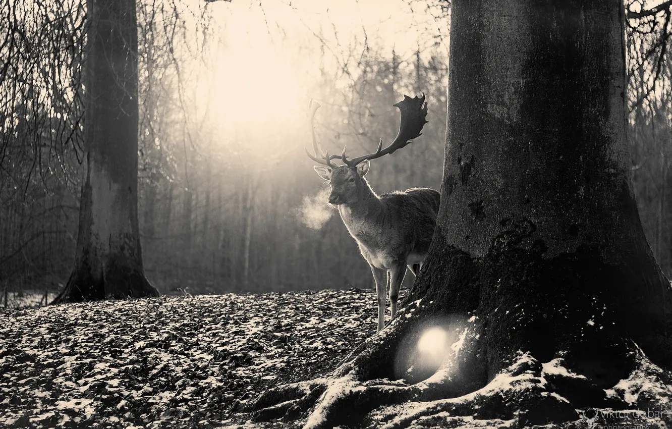 Photo wallpaper forest, nature, deer, horns, black and white