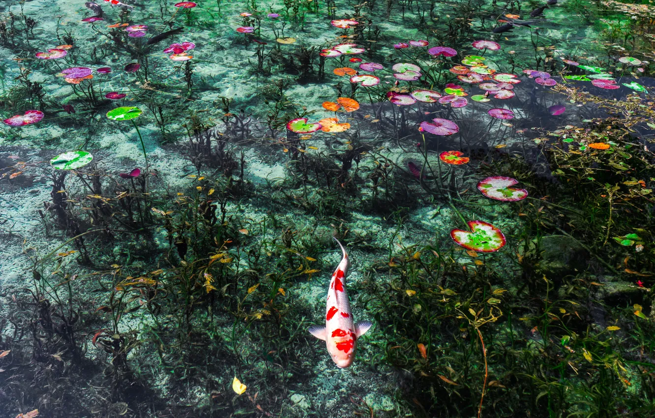 Photo wallpaper pond, fish, plants, fish