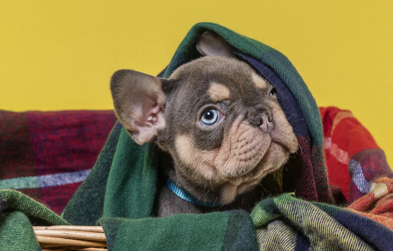 Photo wallpaper dog, look, pose, puppy, basket, blanket, face, French bulldog
