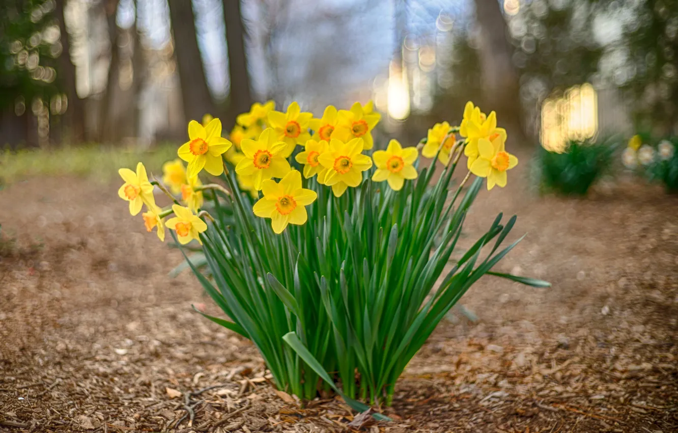 Photo wallpaper greens, leaves, light, trees, flowers, yellow, Park, spring