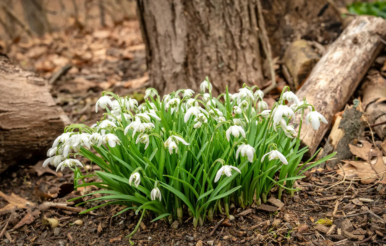 Photo wallpaper forest, trees, flowers, nature, spring, snowdrops, log, white