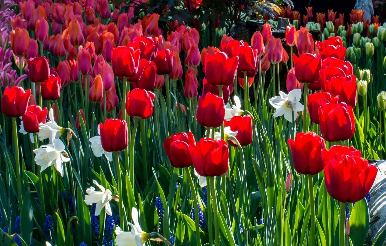 Photo wallpaper greens, flowers, red, bright, spring, garden, tulips, white
