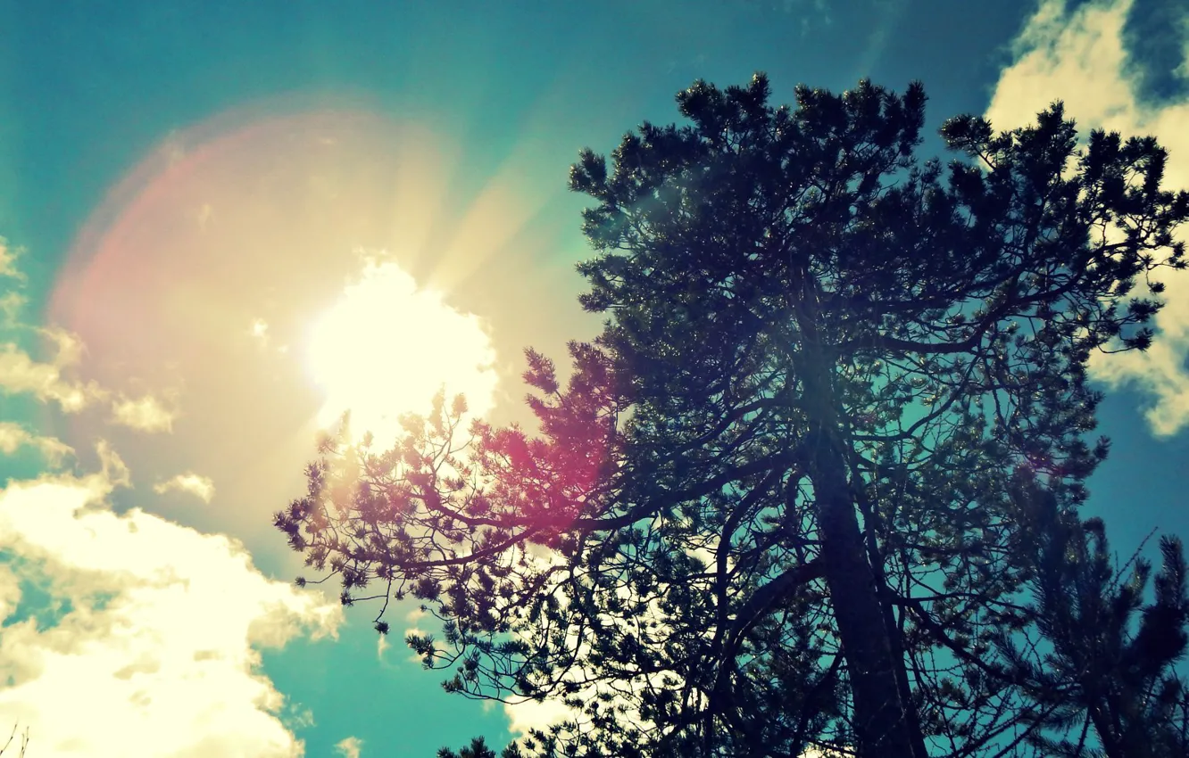 Photo wallpaper summer, the sky, the sun, blue, pine, tree., 2014, Noyabrsk
