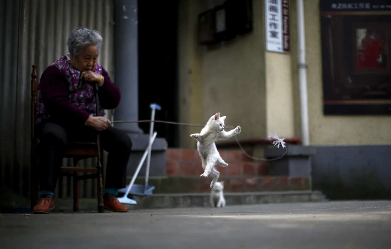 Photo wallpaper kitty, street, the situation, China, Grandma, white cat