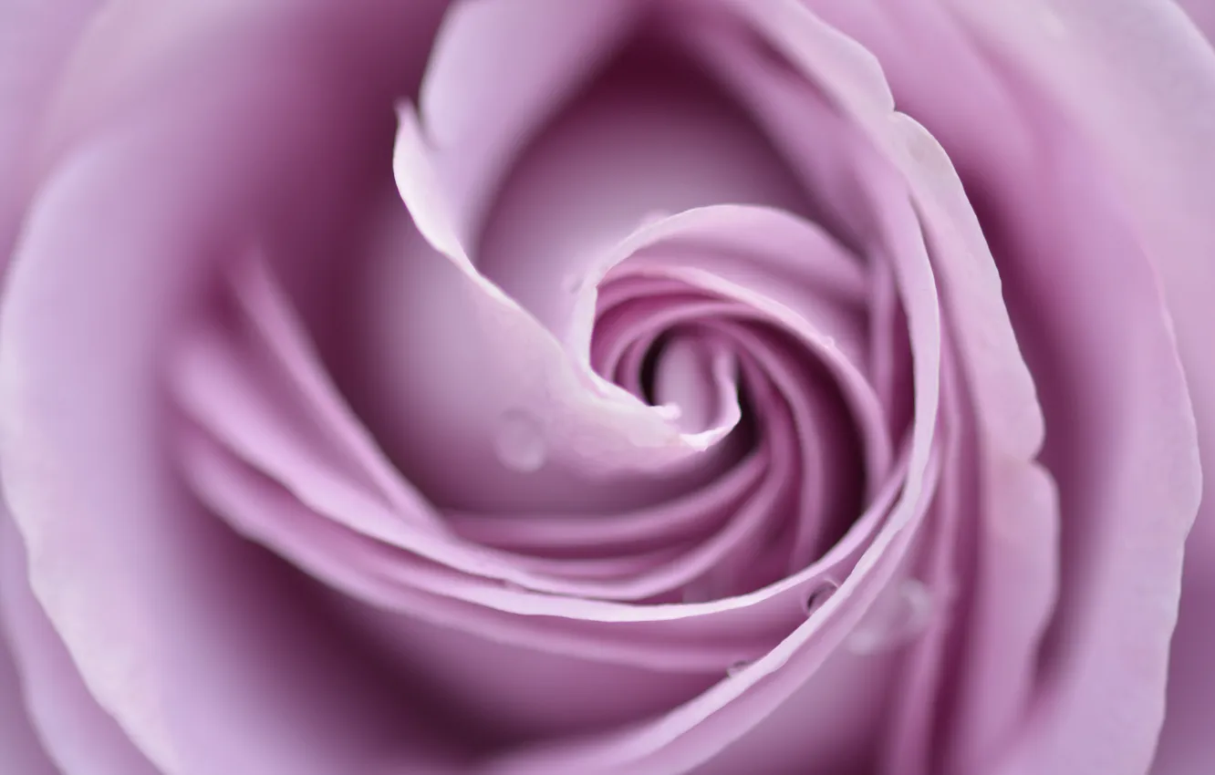 Photo wallpaper macro, flowers, color, roses