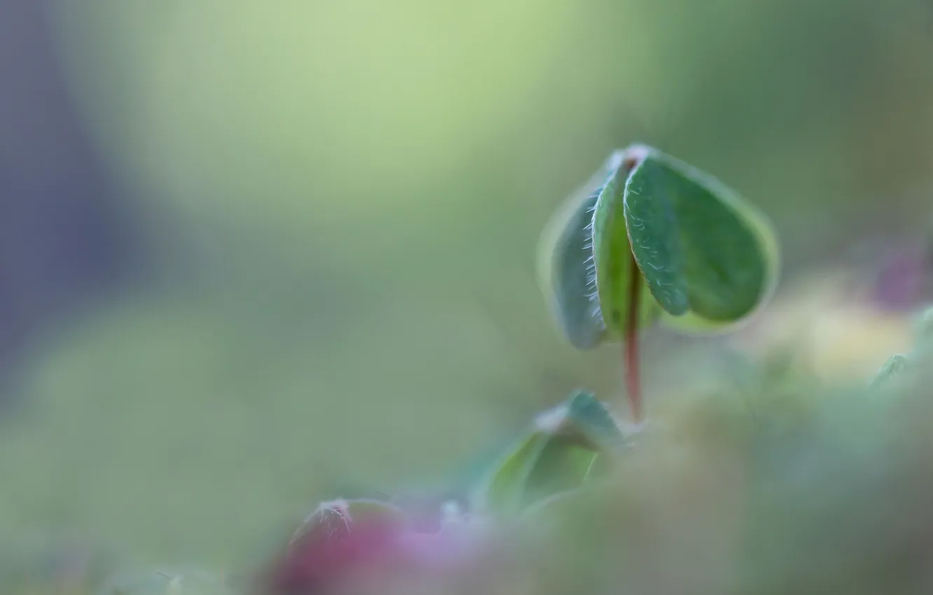 Photo wallpaper macro, background, clover