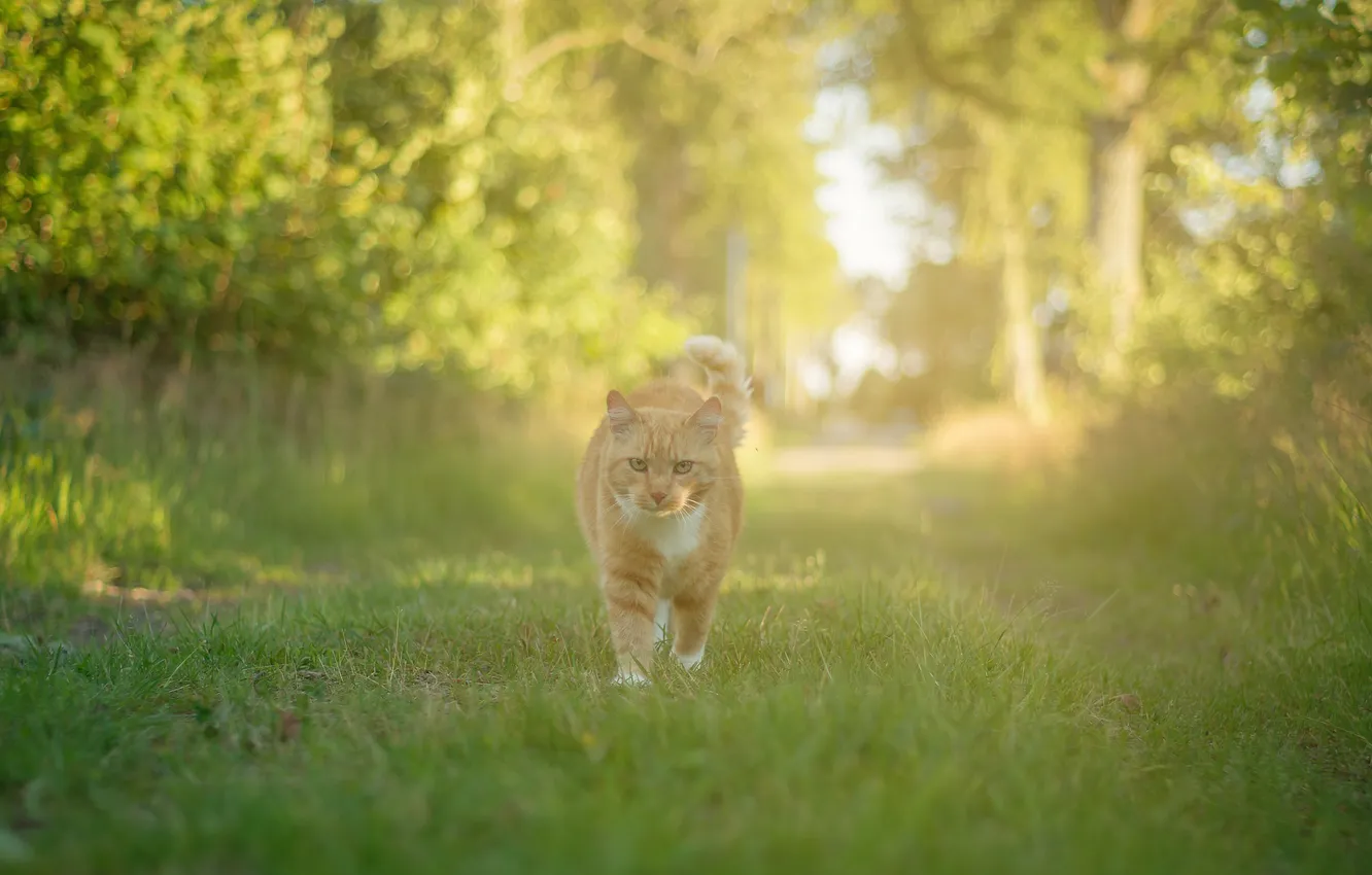 Photo wallpaper forest, grass, cat, the sun, the way, method