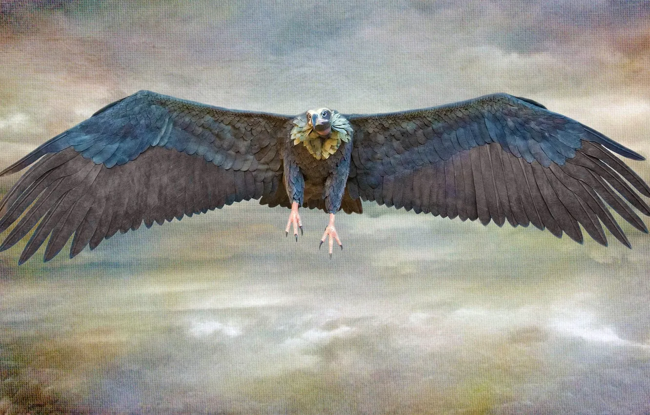 Photo wallpaper the sky, clouds, bird, wings, beak, canvas