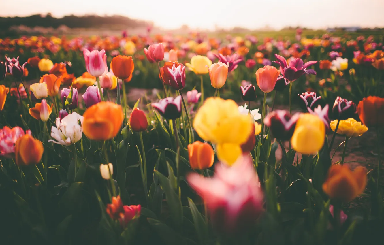 Photo wallpaper flowers, tulips, a lot