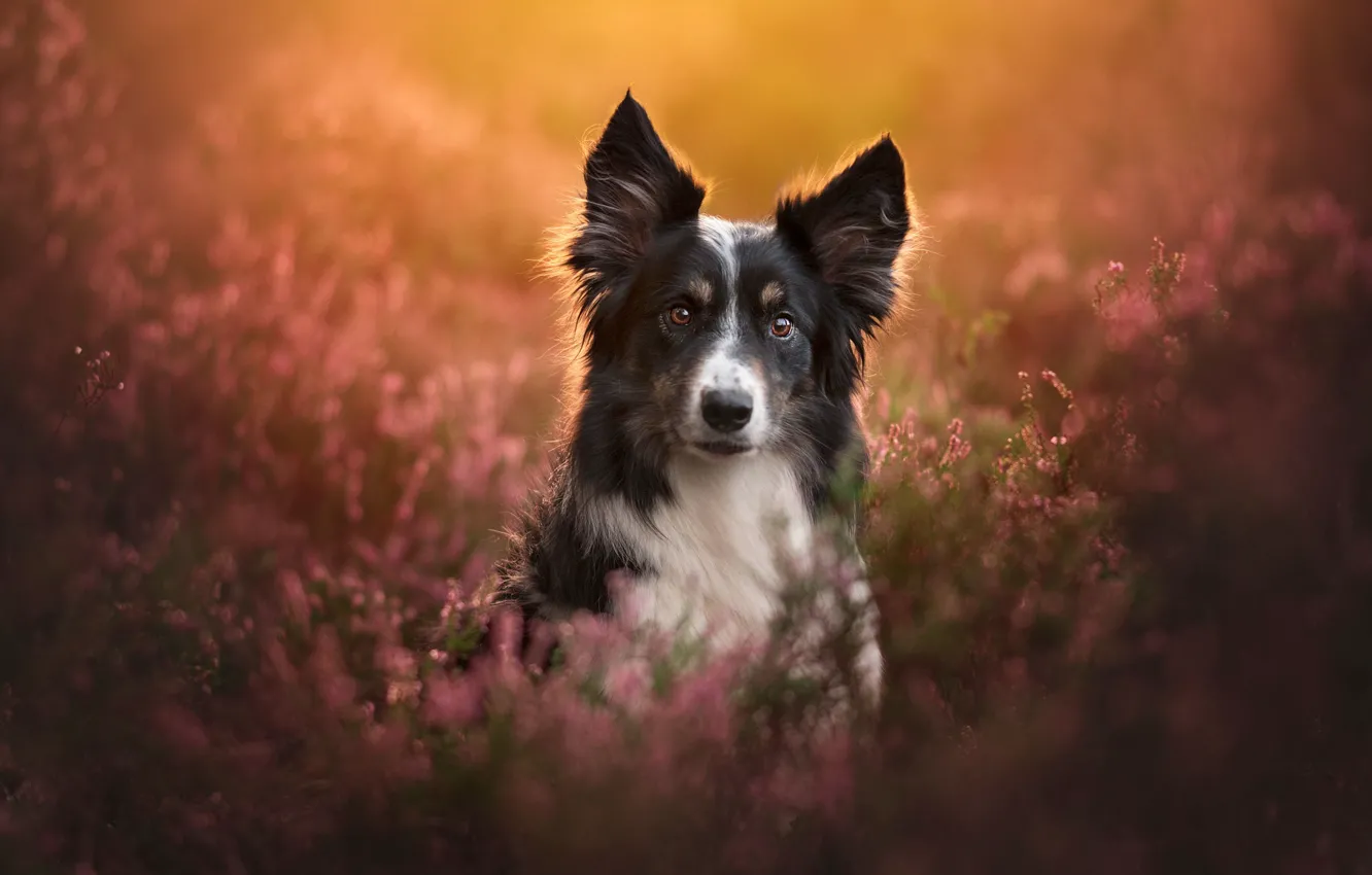 Photo wallpaper look, face, sunset, dog, the border collie, Heather