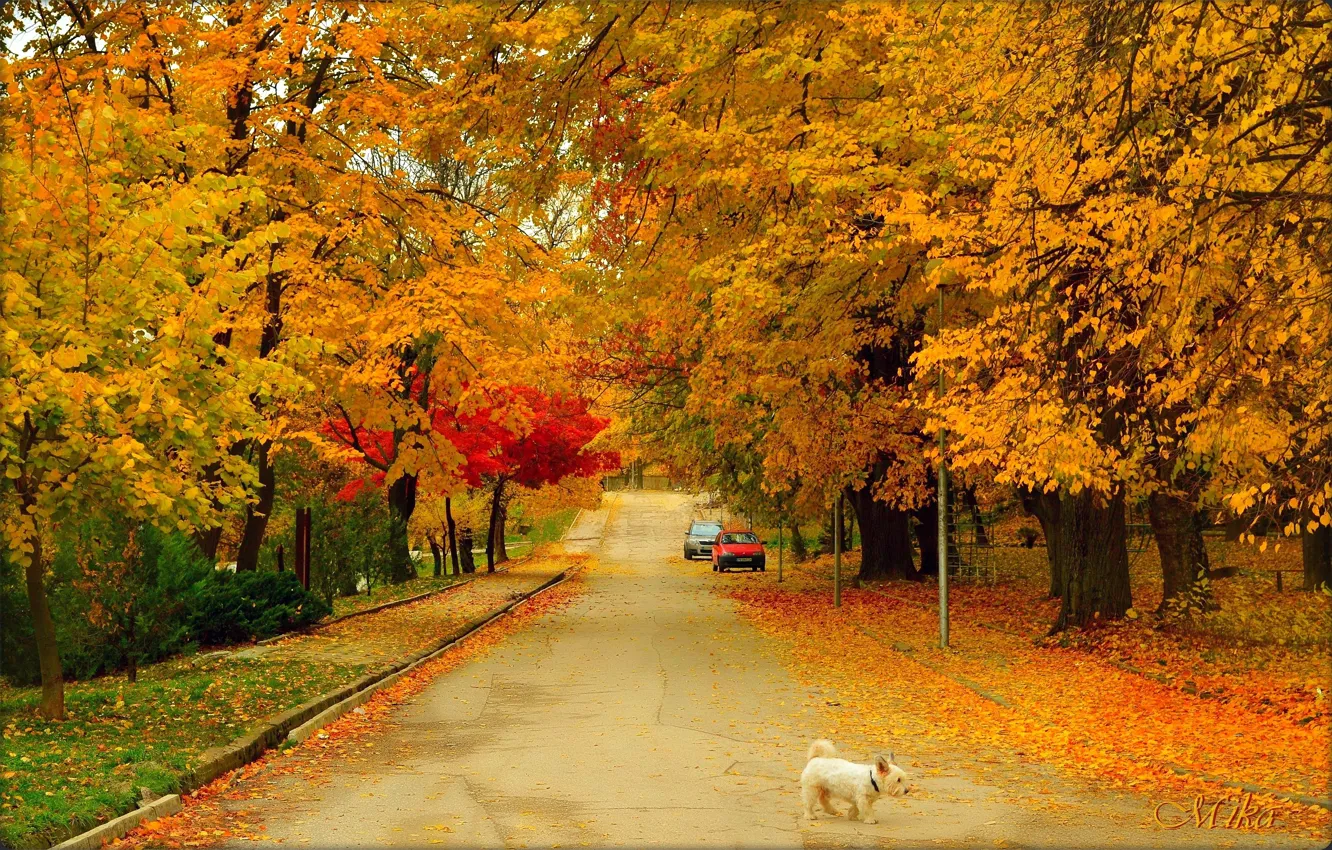 Photo wallpaper road, autumn, colors, dog, road, trees, dog, autumn