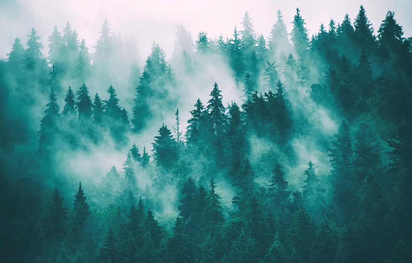Photo wallpaper forest, fog, spruce forest
