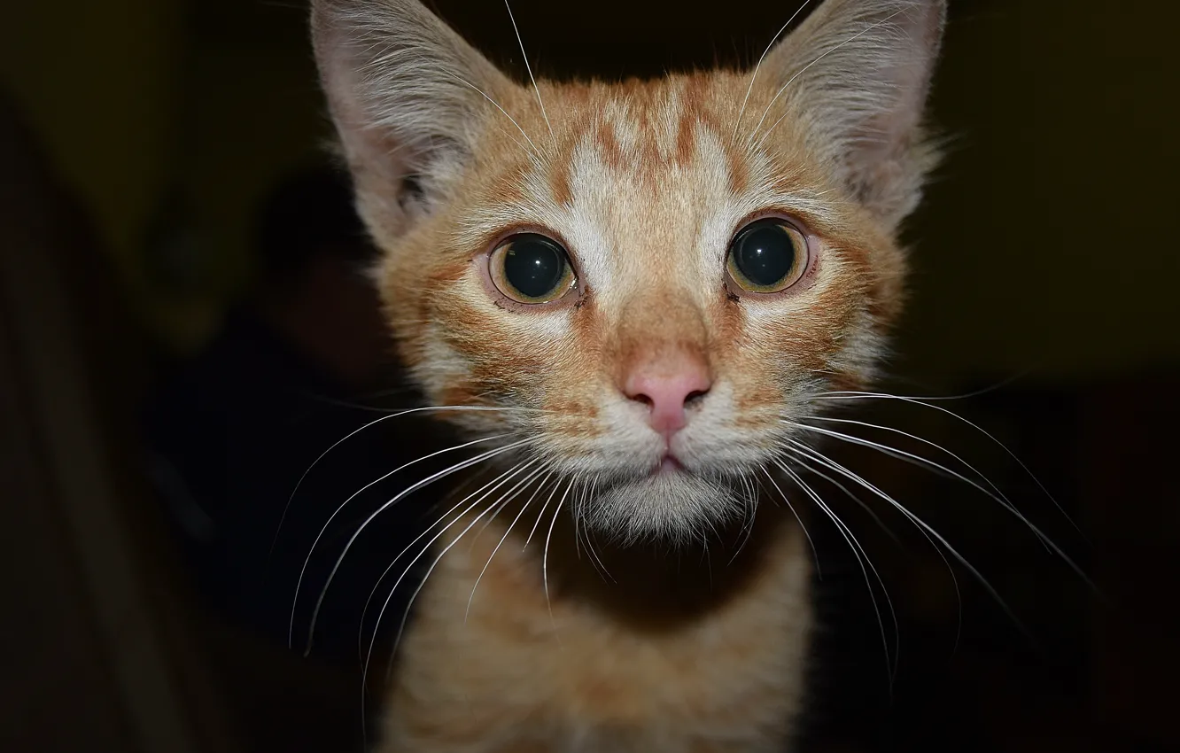 Photo wallpaper cat, look, strips, red, ears