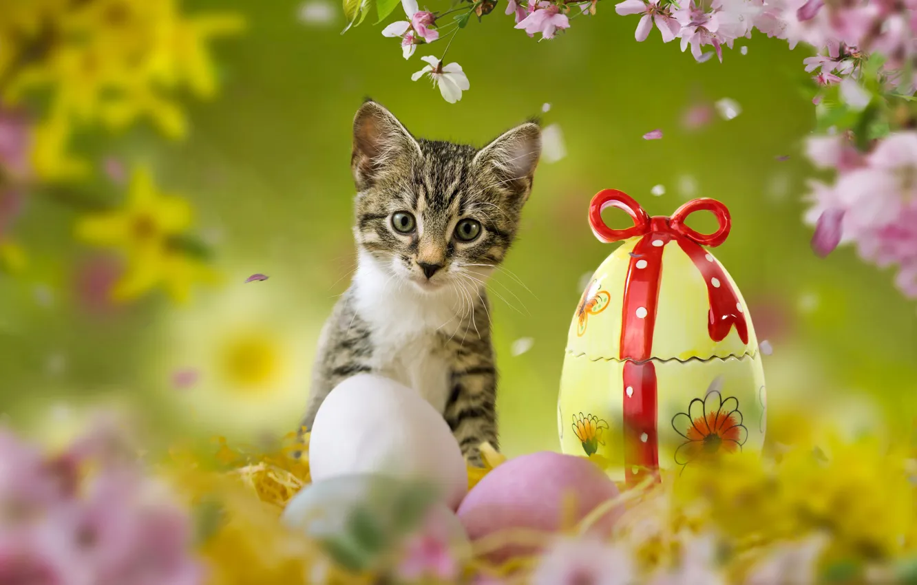 Photo wallpaper greens, cat, grass, look, flowers, branches, grey, holiday