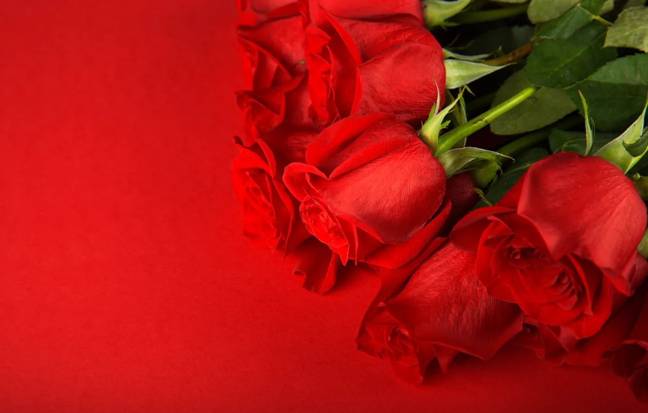 Photo wallpaper flowers, bouquet, red background, red roses