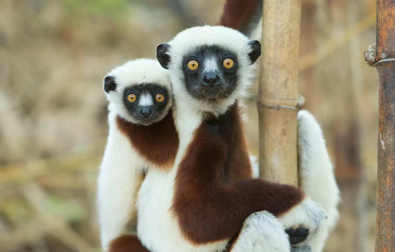 Photo wallpaper eyes, lemurs, funny