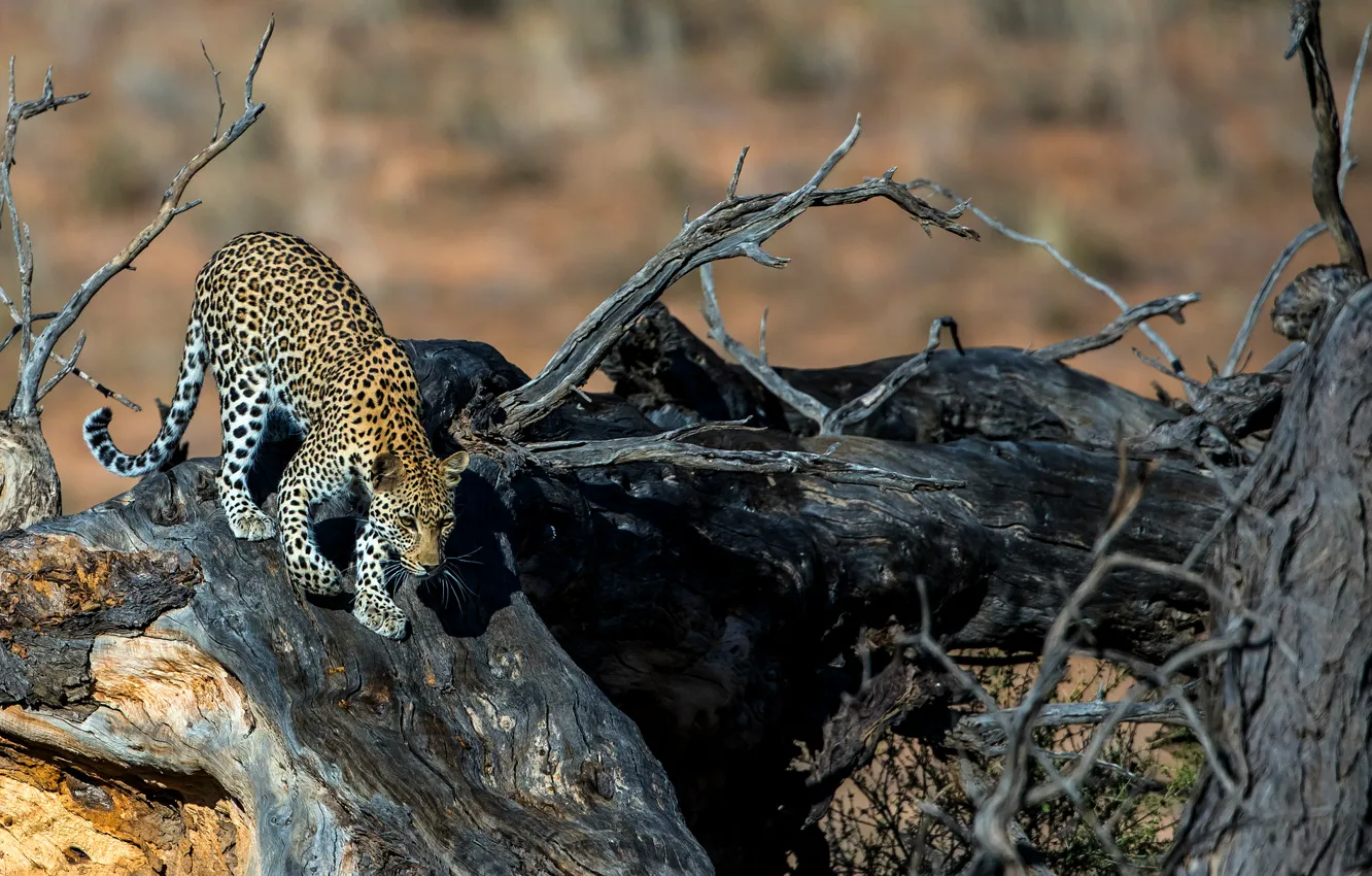 Photo wallpaper tree, predator, spot, leopard