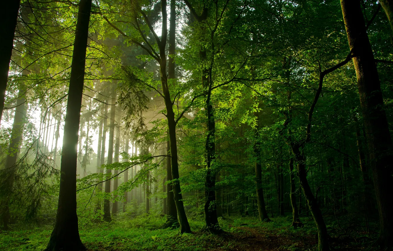 Photo wallpaper forest, trees, haze