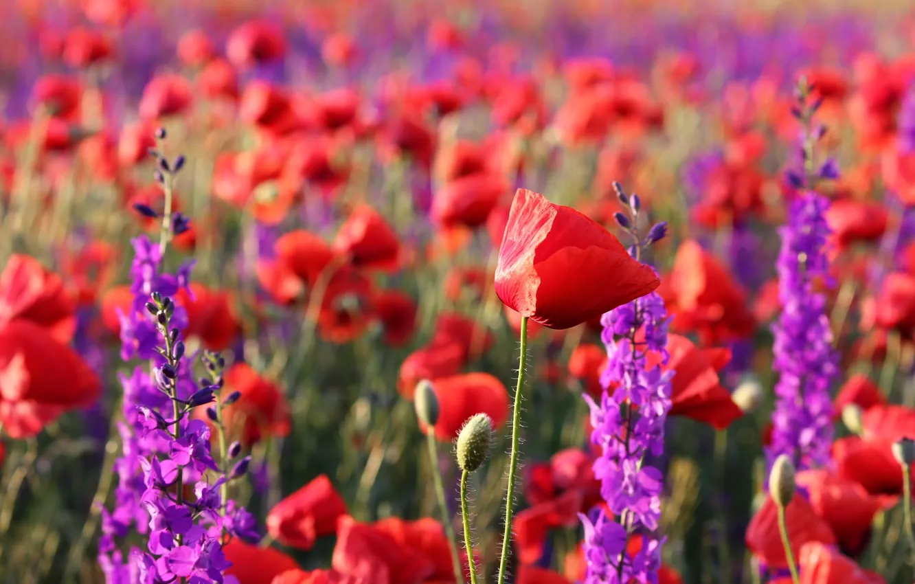 Photo wallpaper summer, Mac, beauty, meadow