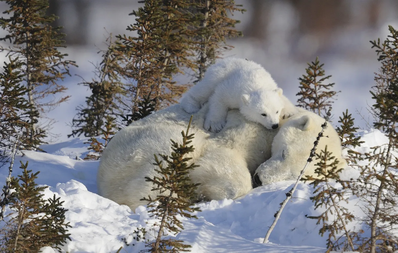 Photo wallpaper baby, bears, sleeping, white, cub, mom, bear, bear