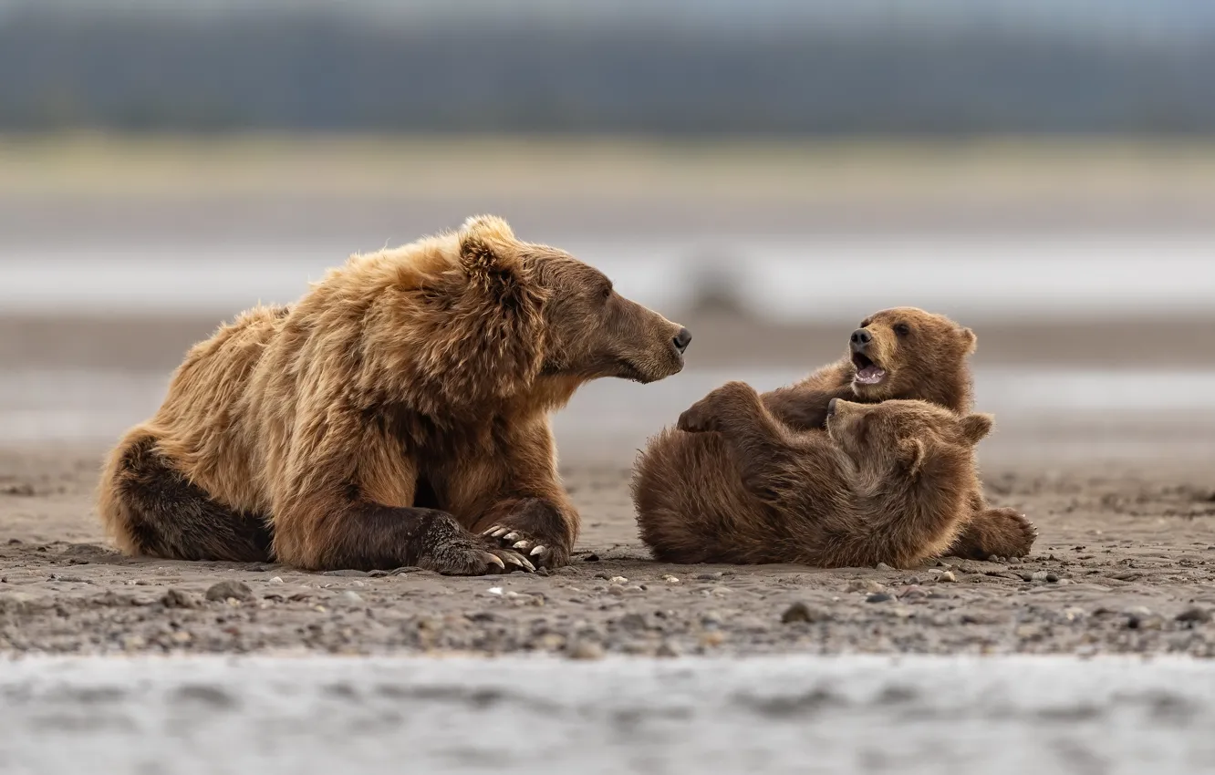 Photo wallpaper nature, bear, beast