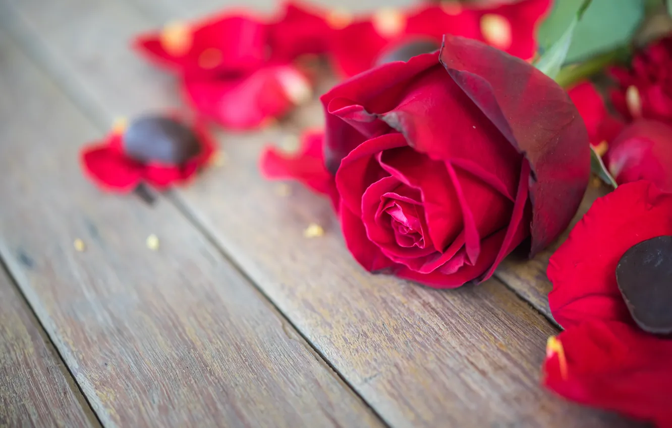 Photo wallpaper flower, roses, petals, Bud, red, rose, red rose, flower