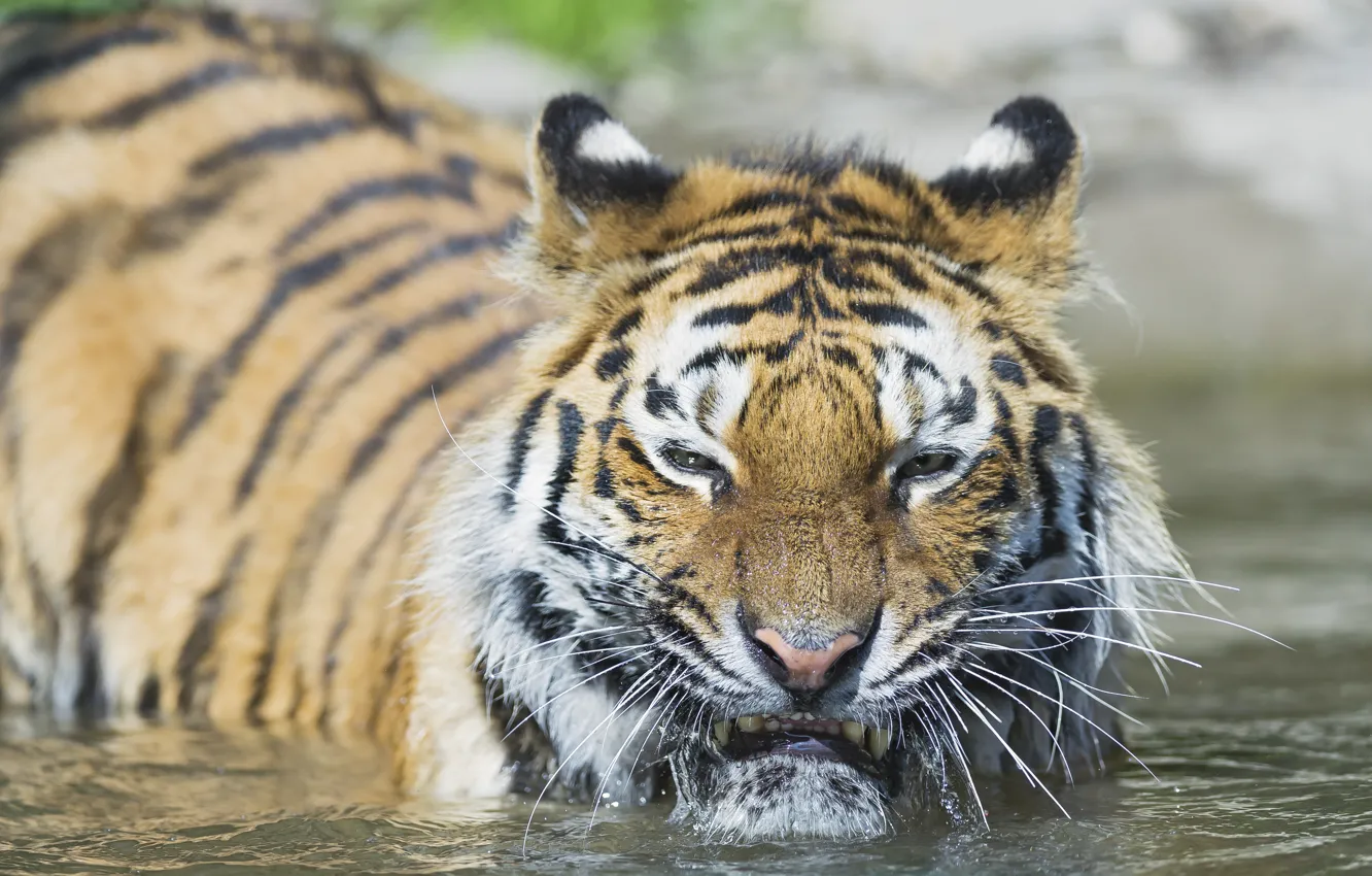 Photo wallpaper cat, face, water, tiger, bathing, Amur, ©Tambako The Jaguar