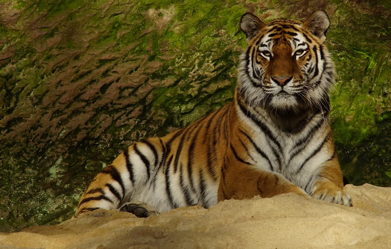 Photo wallpaper look, face, tiger, pose, stone, paws, lies, wild cat