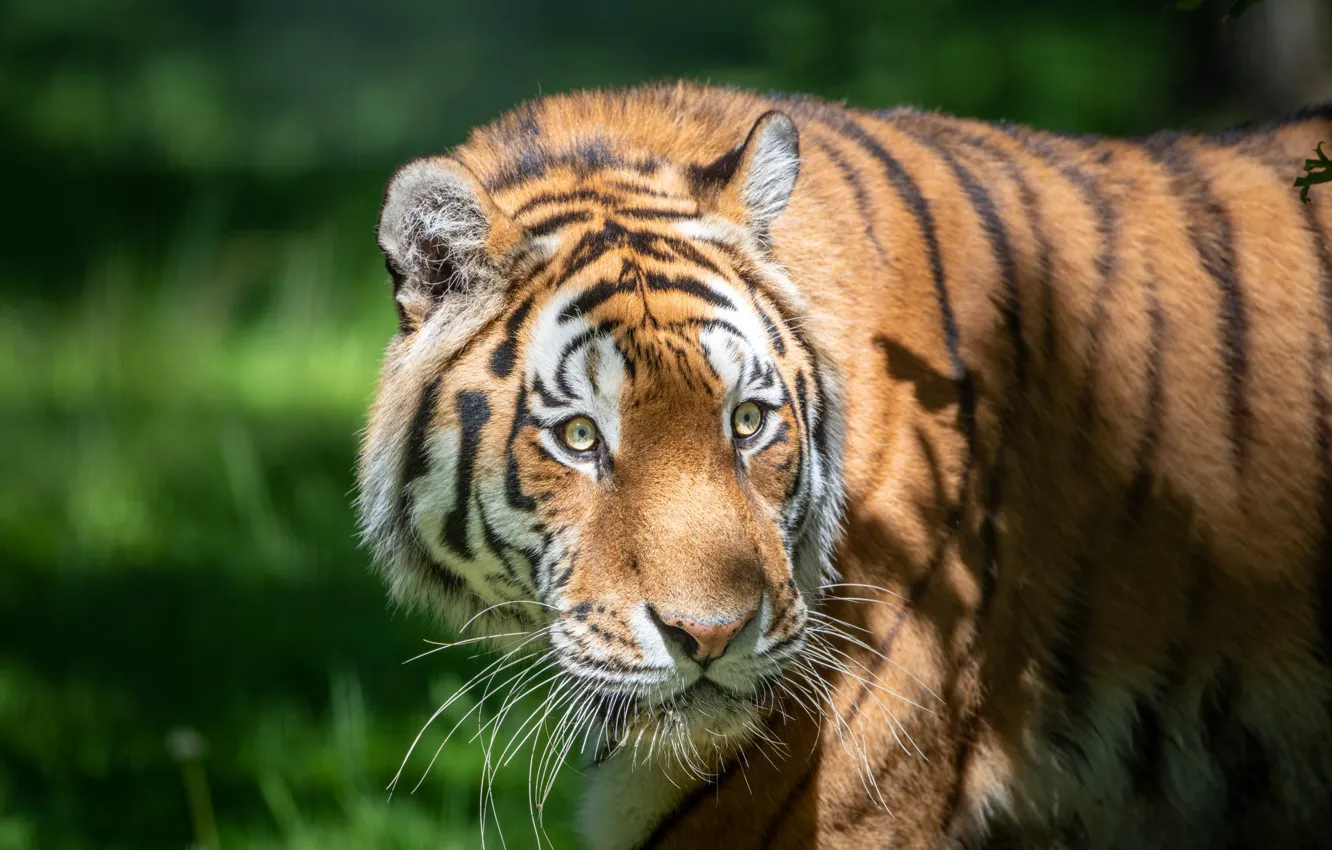 Photo wallpaper greens, look, face, light, tiger, background, portrait