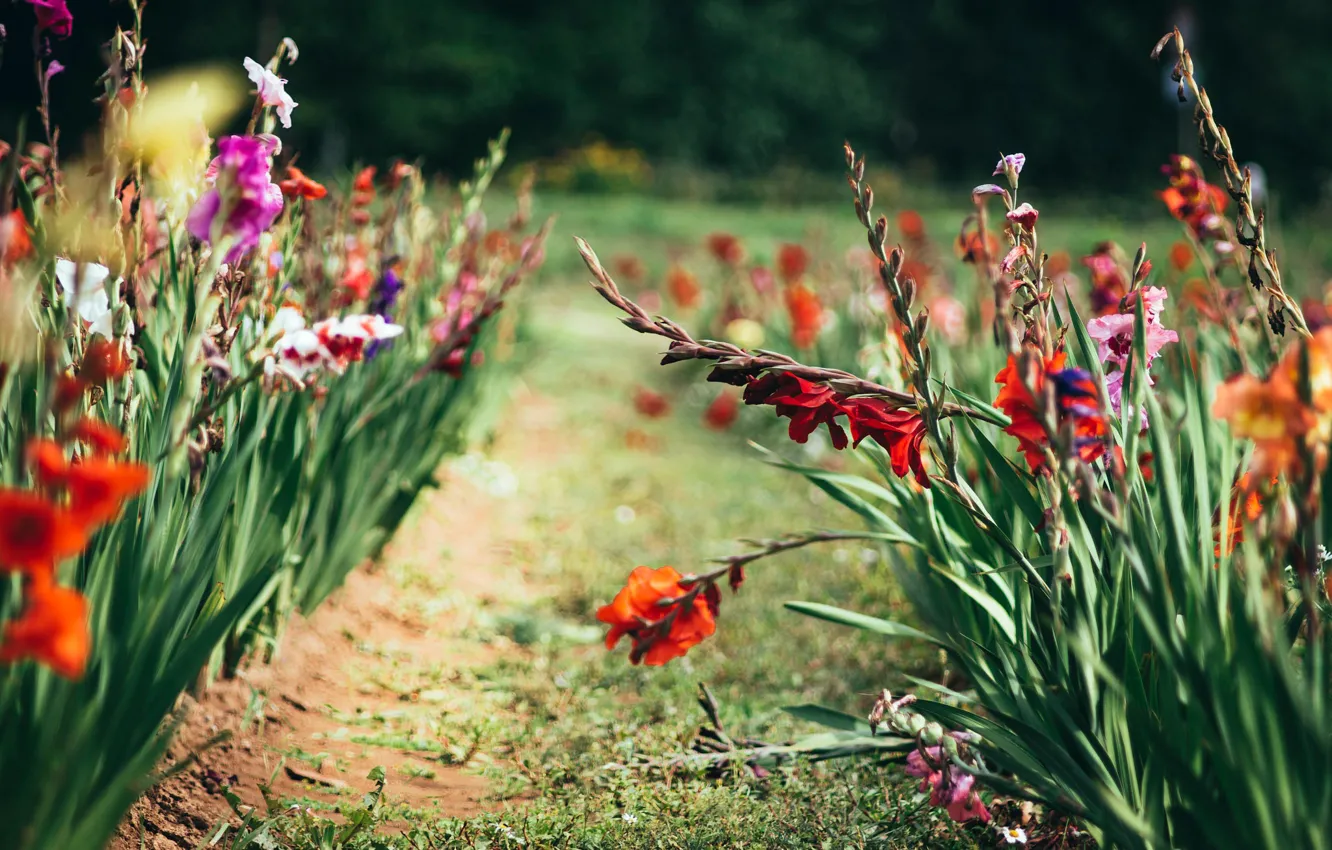 Photo wallpaper summer, flowers, red, garden, flowerbed, path, different, gladiolus
