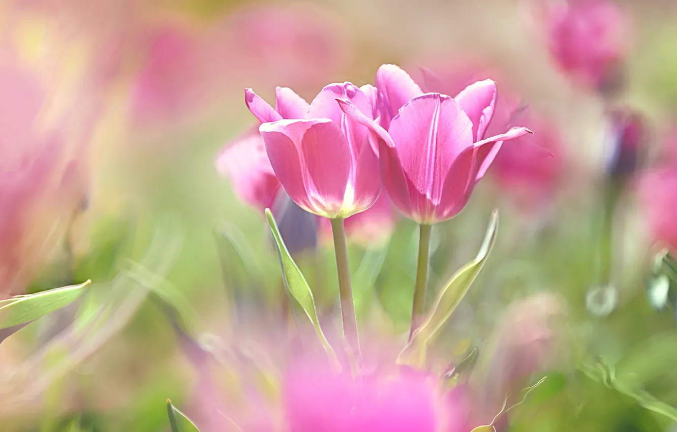 Photo wallpaper flowers, blur, spring, garden, tulips, pink, bokeh