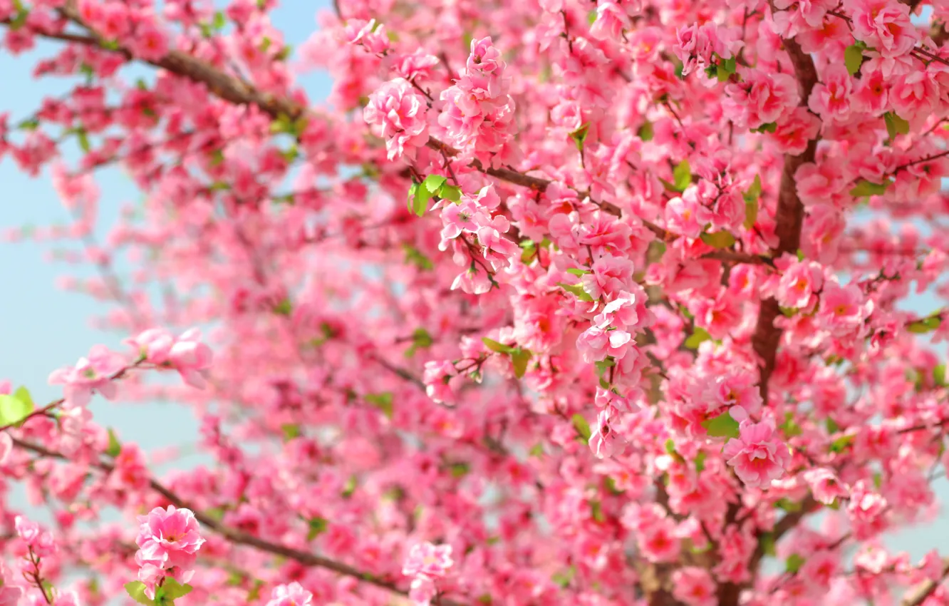 Photo wallpaper the sky, branches, spring, Sakura, flowering, pink, blossom, sakura