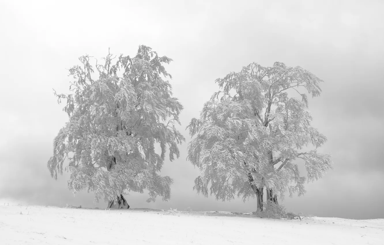 Photo wallpaper cold, winter, frost, snow, trees, nature, fog, branch