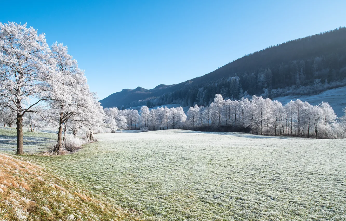 Photo wallpaper winter, frost, field, forest, grass, light, snow, trees