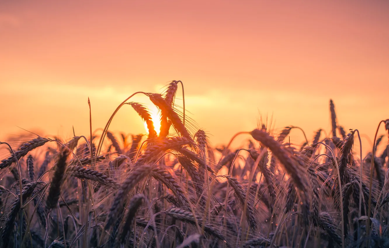Photo wallpaper field, sunset, Cereal