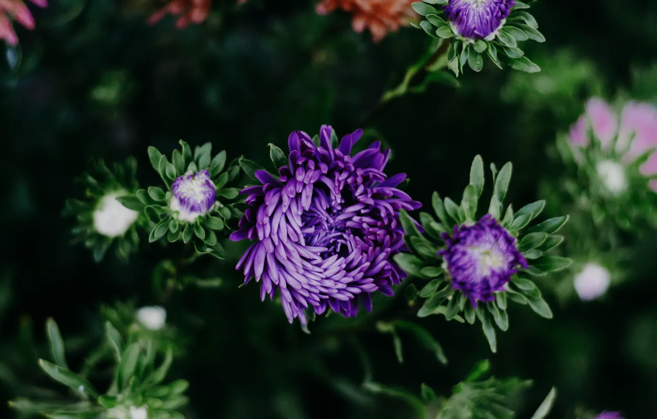 Photo wallpaper flower, leaves, flowers, the dark background, garden, purple, Astra, buds