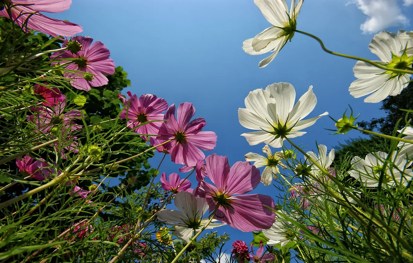 Photo wallpaper forest, macro, flowers, nature, Park, photo, Wallpaper, garden