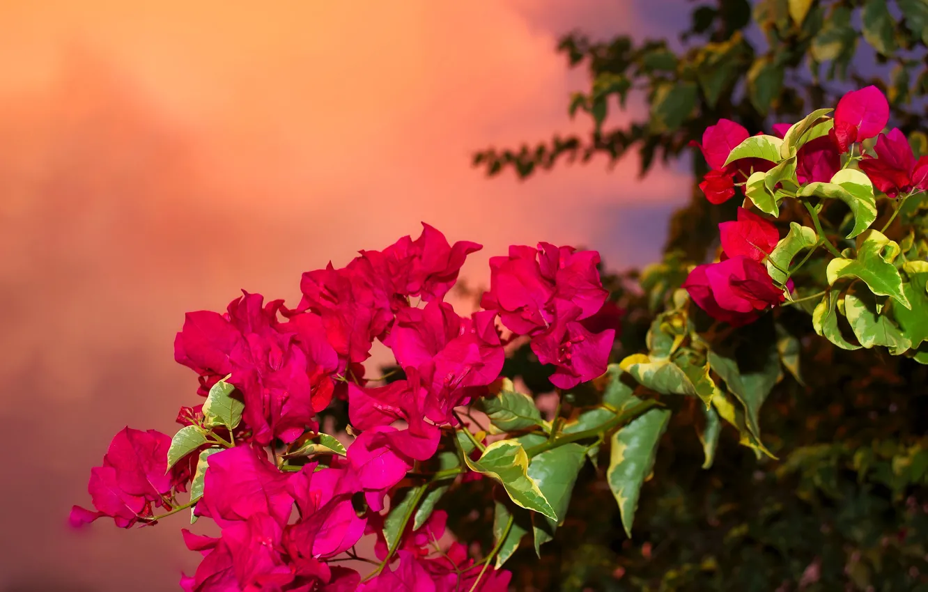 Photo wallpaper flowers, branches, background, bougainvillea