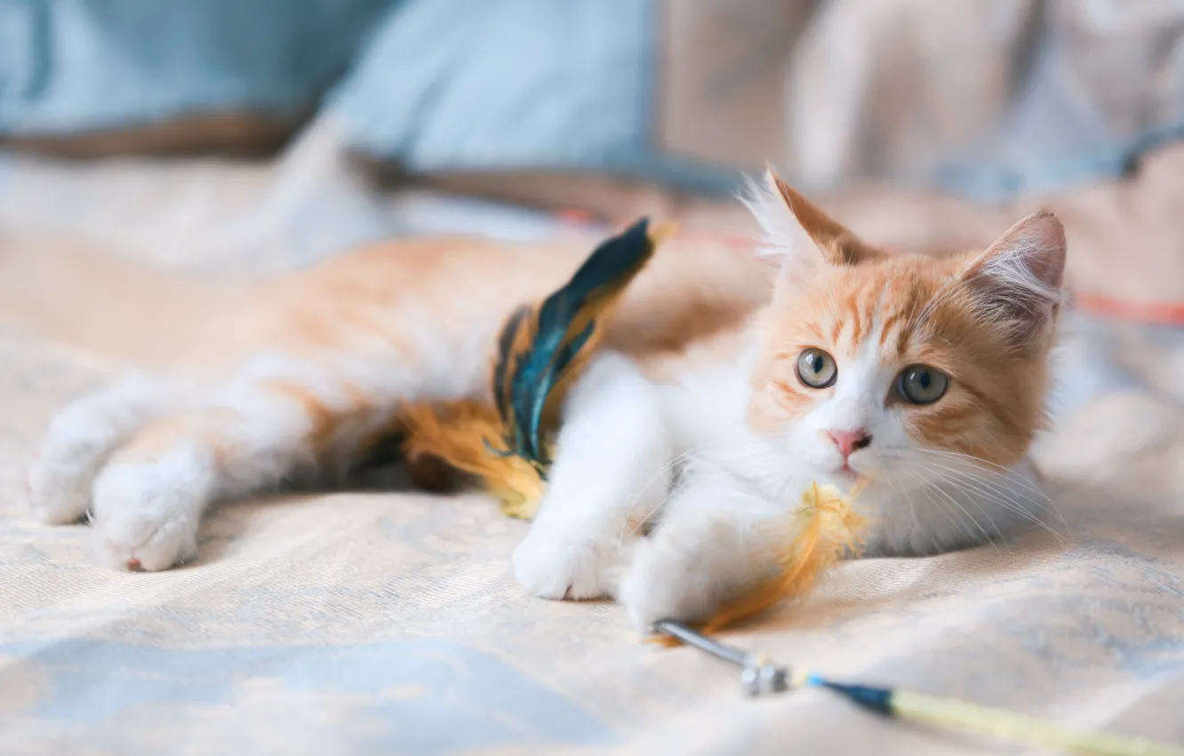 Photo wallpaper cat, look, feathers, muzzle, cat