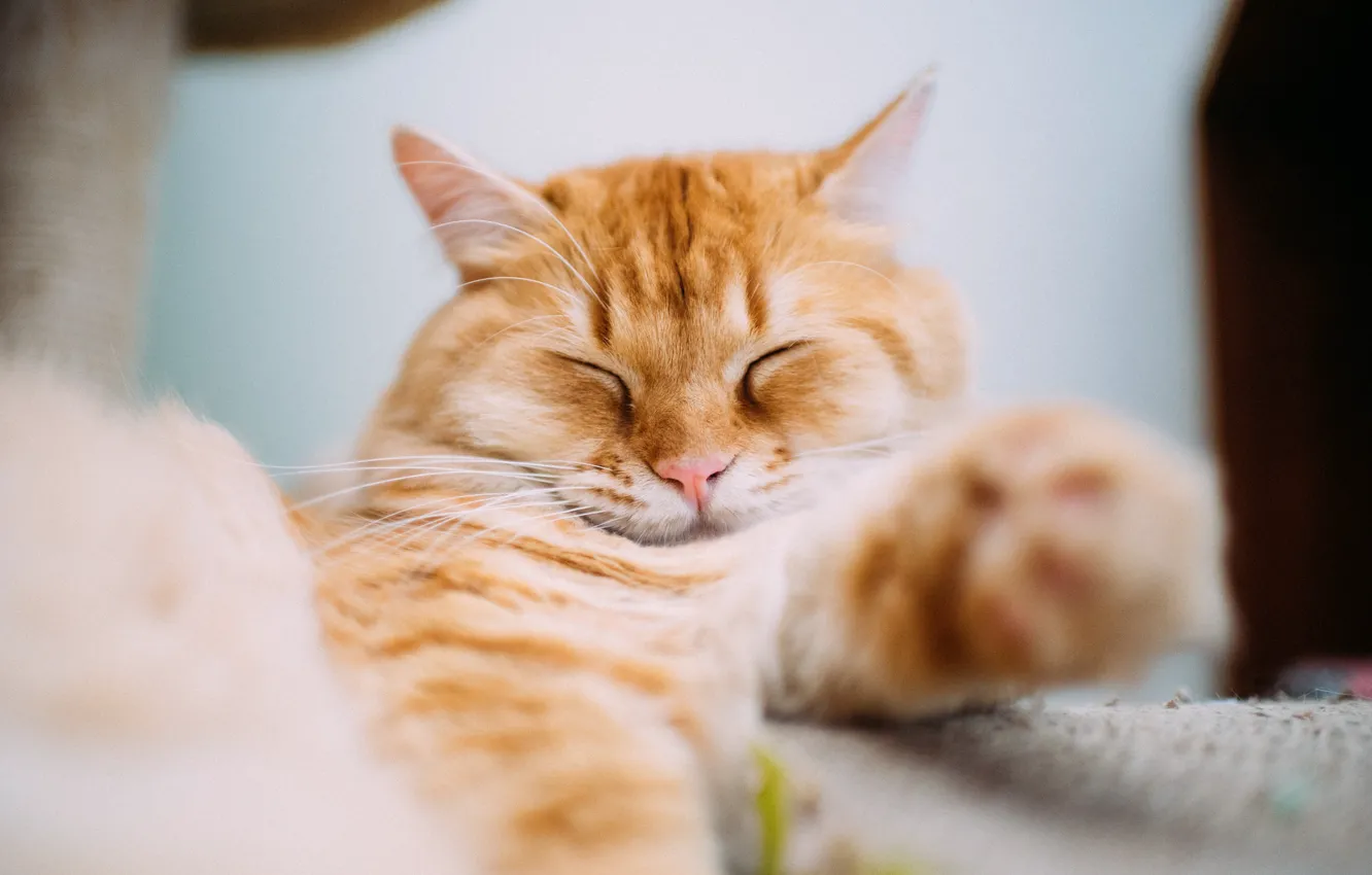 Photo wallpaper cat, sleeping, red
