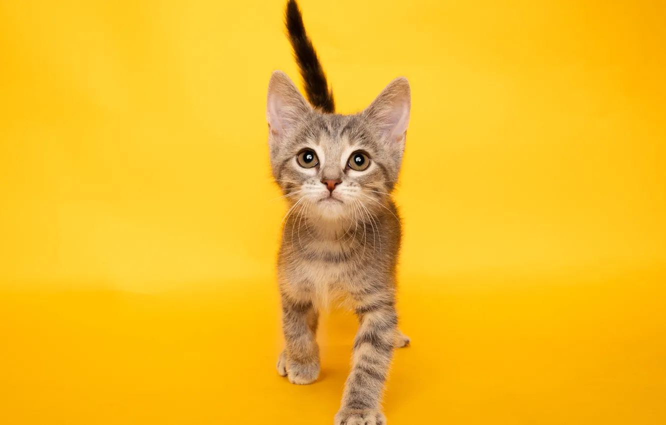 Photo wallpaper look, kitty, face, yellow background, kitten, funny, funny, Pets