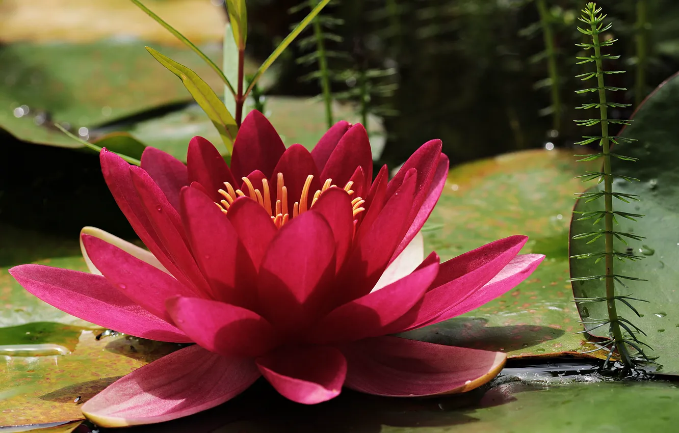 Photo wallpaper water, Lily, pink