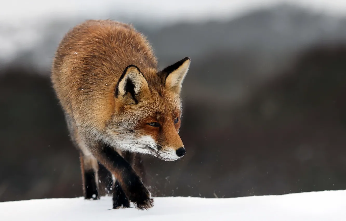 Photo wallpaper winter, nature, Fox