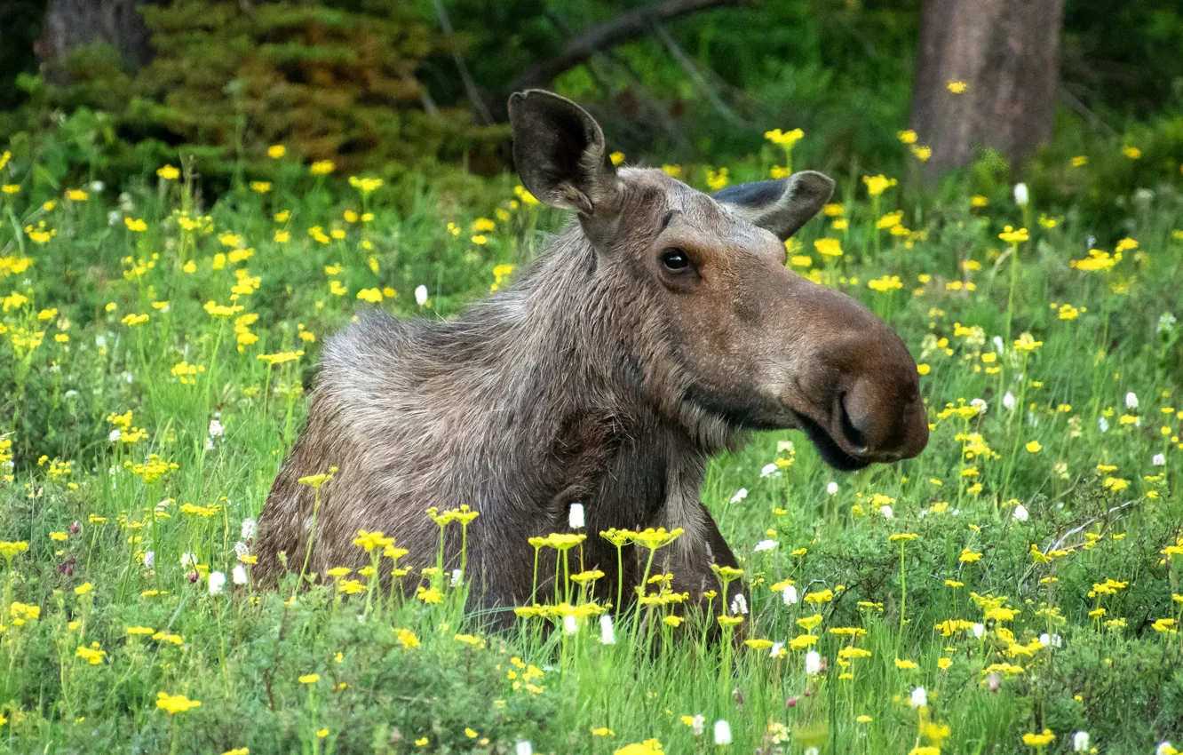 Photo wallpaper face, glade, lies, moose