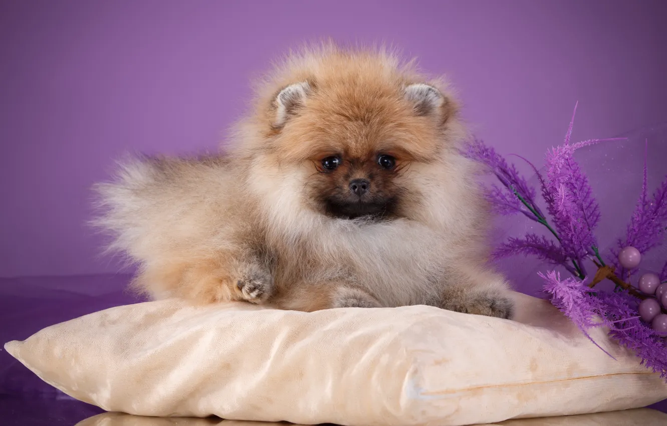 Photo wallpaper pillow, fluffy, Spitz