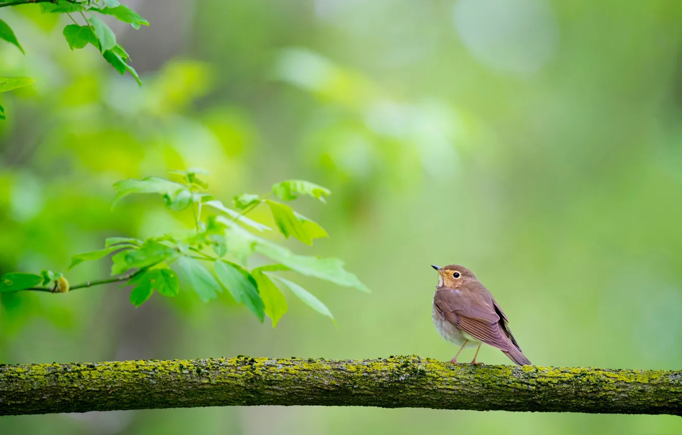 Photo wallpaper branches, nature, bird, Komarovka